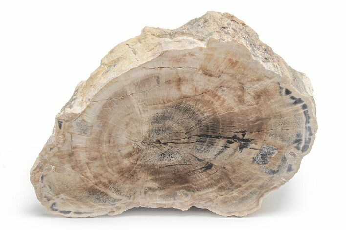 Long, Petrified Wood (Schinoxylon) Limb - Blue Forest, Wyoming #218200